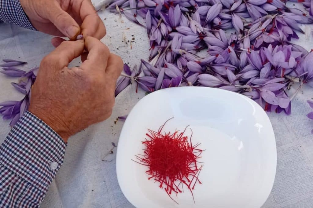 CNA e Kore Siciliae alla Sapienza di Roma: giovani e lavoro nell'agroalimentare